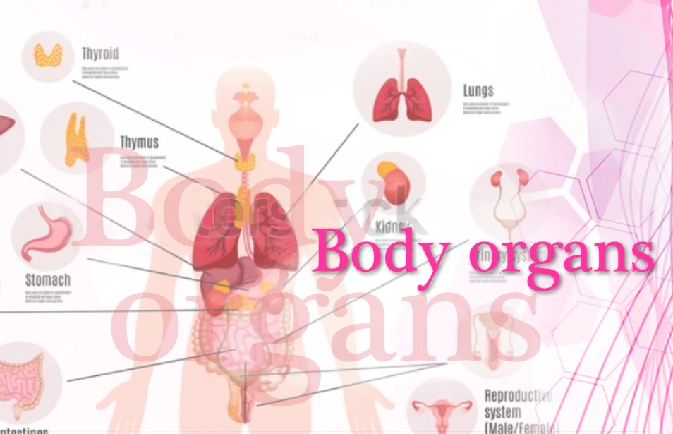 Body Scanner Software for IS